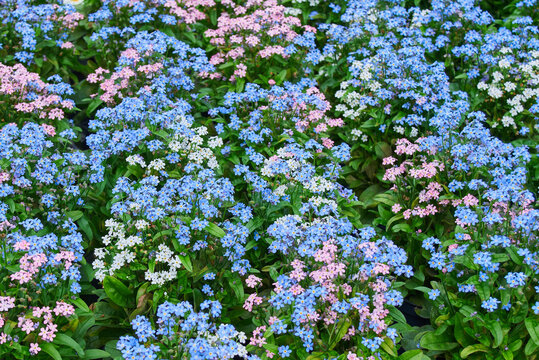 Myosotis alpestris or alpine forget-me-not flowering plant