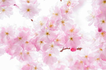 beautiful cherry blossoms in magnificent abundance