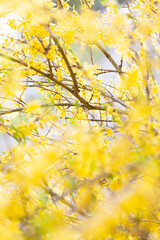 yellow flowers on the bush