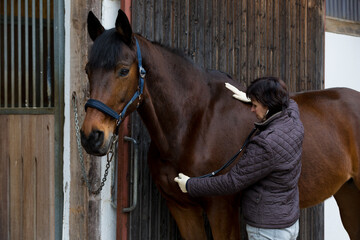 vet examines horse with stethoscope