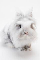 lionhead rabbit strain with grey and white fur isolated against white background