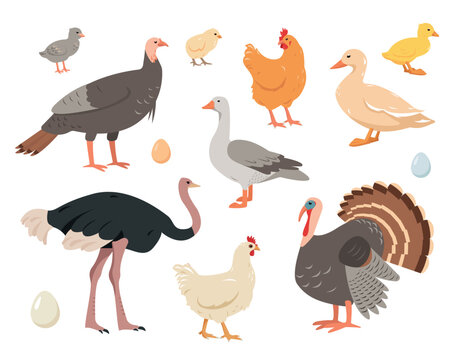Poultry or domestic bird icons isolated on white background. Set of farm birds in different poses and colors. Hens, turkey, goose, duck, and ostrich. Vector flat or cartoon illustration.