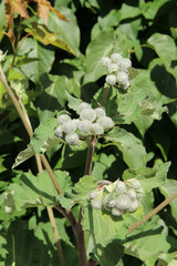 Burdocks in sunlight