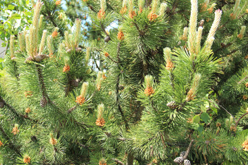 Pine tree flower buds in sunlight