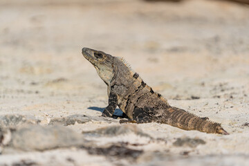 Wild iguana Relaxing on the Beach of Tulum. Quintana Roo, Mexico.