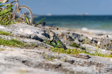 Wild iguana Relaxing on the Beach of Tulum. Quintana Roo, Mexico.