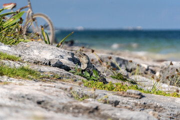 Wild iguana Relaxing on the Beach of Tulum. Quintana Roo, Mexico.