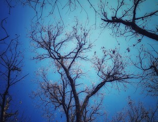 trees in the night, forest on blue background.