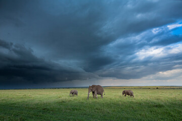 Elephants Grazing Before the Storm