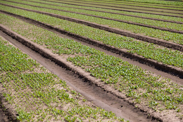 Fototapeta na wymiar The endless rows of fresh sprouts of organic salad. Plantation of organic vegetables in the field. Agriculture. Selective focus
