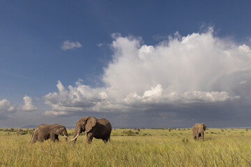Naklejka na ściany i meble Elephants with Clouds on the Horizon