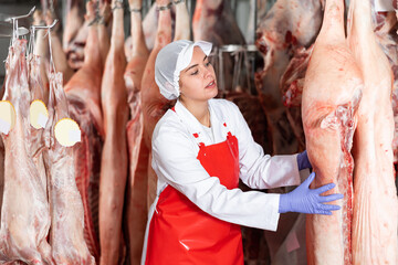Interested young female butcher working in chilling room of meat processing factory, checking raw pork carcasses hanging on hooks