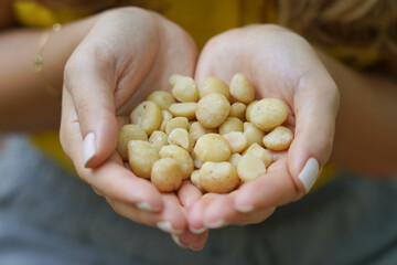 Macadamia nuts. Close-up of woman hands holding a handful of macadamia nuts. - obrazy, fototapety, plakaty
