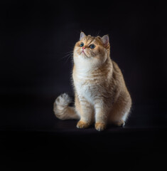 Fototapeta premium british shorthair cat sitting on a black background