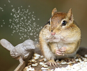Fototapeta premium chipmunk blowing dandelion seeds