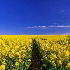 Obraz premium Bright yellow rape seed canola under deep blue skies and a Dutch barn in deepest Dorset