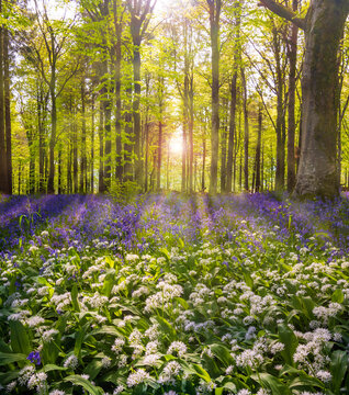 Fototapeta Sun streams through bluebell woods with deep blue purple flowers under a bright green beech canopy