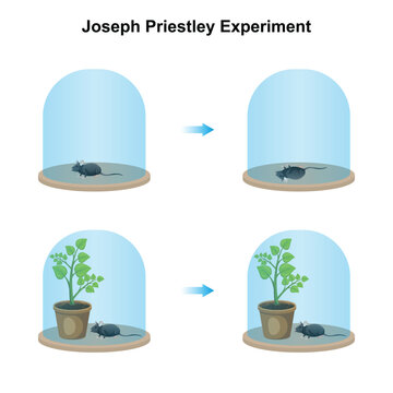 Scientific Designing of Joseph Priestley Experiment. Vector Illustartion.