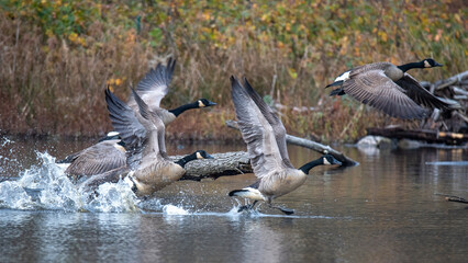 Geese taking off