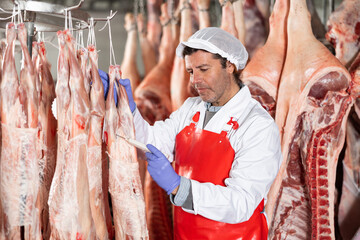 Professional butchery owner interested in maintaining quality of meat products, measuring temperature of chilled lamb carcasses hanging in cold storage room