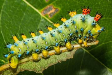 Forth Instar Cecropia Caterpillar - Hyalophora cecropia
