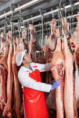 Focused skilled butcher shop worker checking fresh raw dressed pork carcasses hanging on hook frame in cold storage room