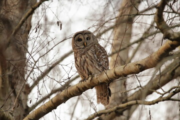 Fototapeta premium Great Grey Owl on a Tree Branch