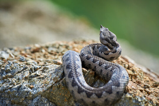 Nose-Horned Viper male in natural habitat (Vipera ammodytes)