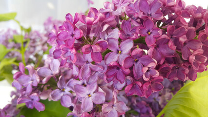 Beautiful branch of a blossoming lilac
