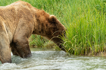 Fototapeta na wymiar Grizzly bear (Ursus arctos horribilis) feeding in coastal meadow in Katmai NP; Alaska