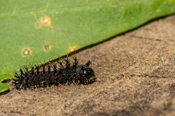 First Instar Cecropia Caterpillar - Hyalophora cecropia