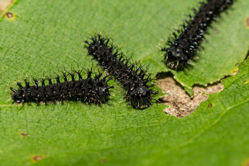 First Instar Cecropia Caterpillar - Hyalophora cecropia