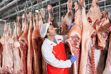 Focused skilled butcher shop worker checking fresh raw dressed pork carcasses hanging on hook frame in cold storage room