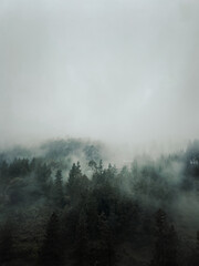 Forest and fog in top view