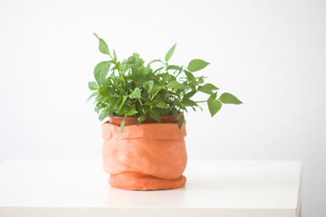 Homemade potted plant. Green branches with leaves in the handmade ceramic flower pot.