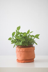 Homemade potted plant. Green branches with leaves in the handmade ceramic flower pot.