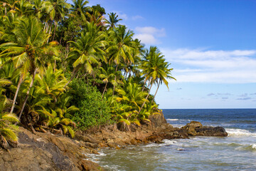 Fototapeta na wymiar Coconut trees at Engenhoca beach