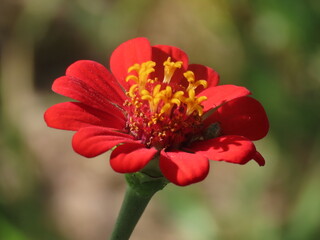 red dahlia flower