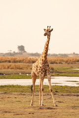 wild african giraffe in its natural environment full body standing in Botswana, Africa