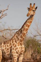 Wild giraffes in their natural environment in Botswana, Africa