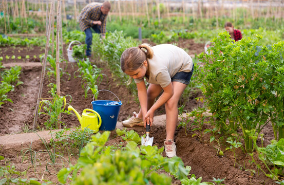 Positive little girl working with family in domestic vegetable garden at sunny day, digging soil
