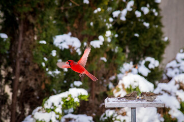 Red cardinal feeding in the snow