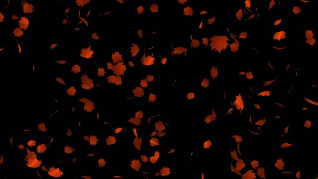Orange maple leaves animation in 4K Ultra HD, Beautiful orange leaves falling animation with transparent background