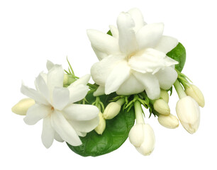 Jasmine flower