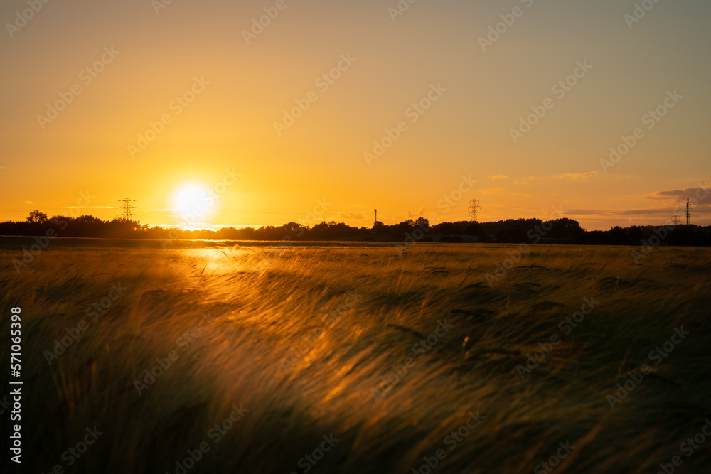 Sticker wheat field. ears of golden wheat close up. beautiful nature sunset landscape. rural scenery under s