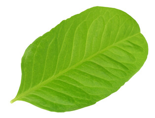 Fototapeta na wymiar lemon leaf