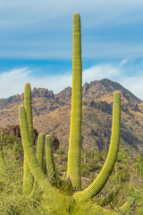 Arched saguaro cactus in the cliffs and hillsides of tuscon arizona in sabino national park in late...