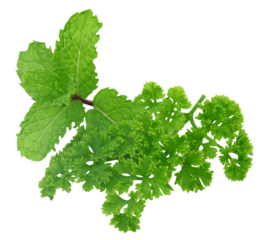 Fresh parsley with mint leaves