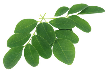 Fototapeta na wymiar Moringa leaves