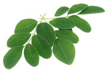 Moringa leaves
